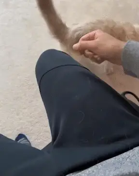 LintRollerBallgif5_480x480