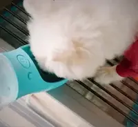 portable-dog-water-bottle-1_200x200